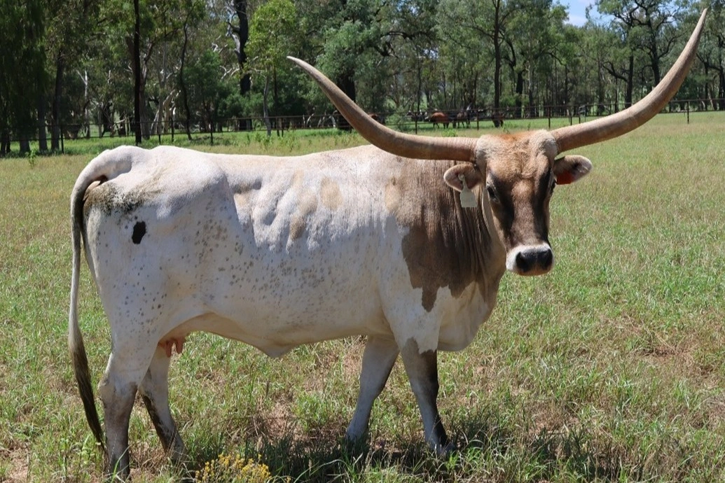 D 7 SPUR  POWER ON (AI) 1855.jpg