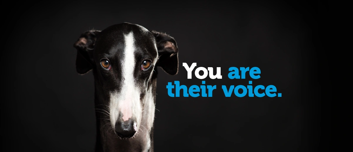 Greyhounds_youaretheirvoice_5.jpg