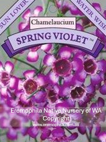 Chamelaucium - Spring Violet.png
