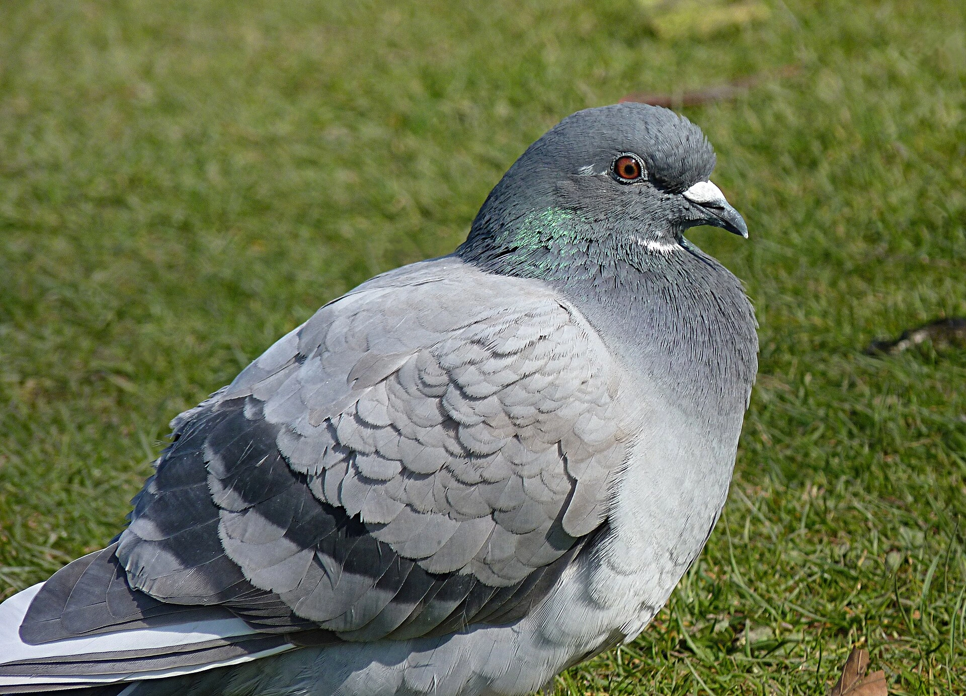 1920px-Columba_livia_J1.jpg