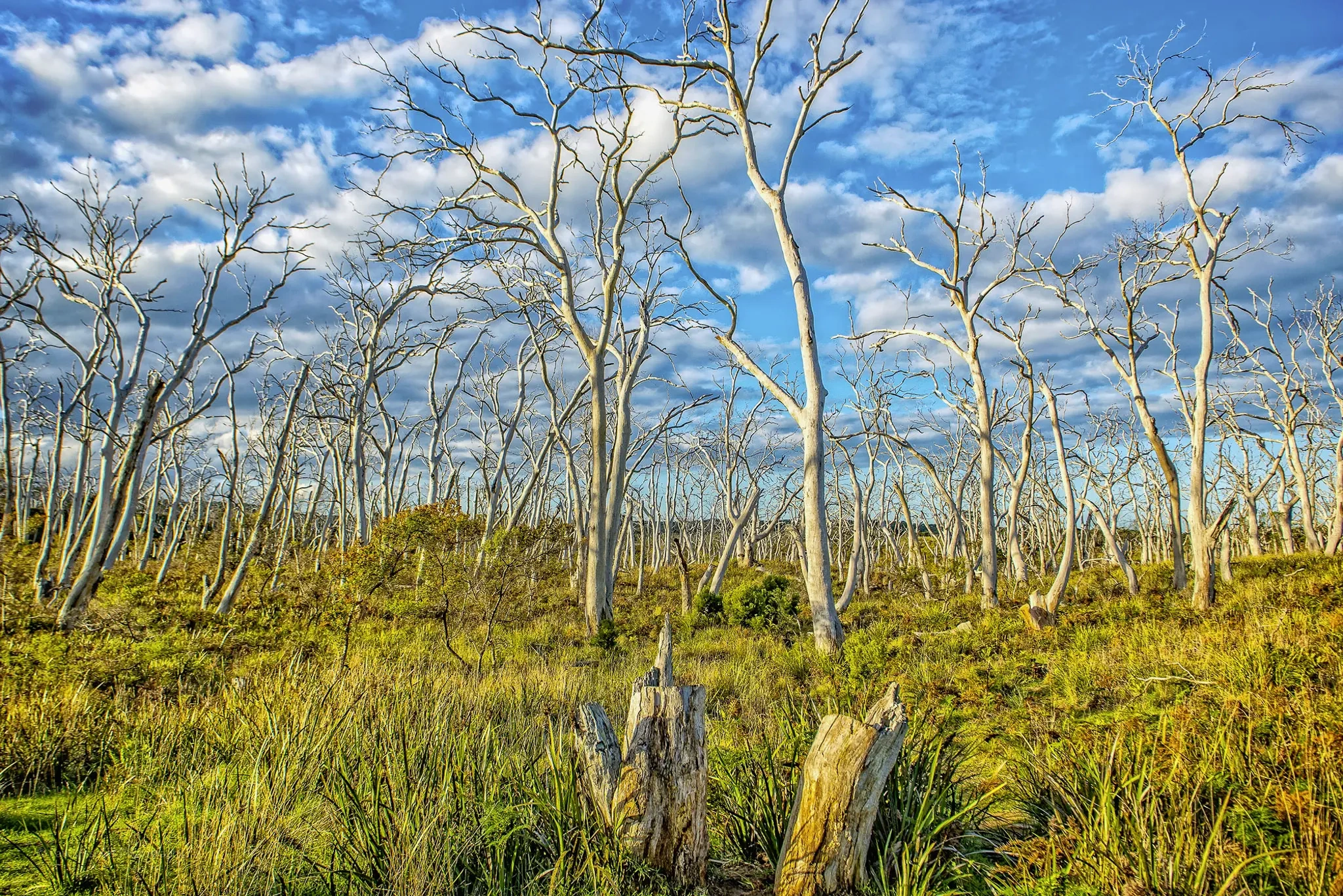 Cape Otway Manna Gums.webp