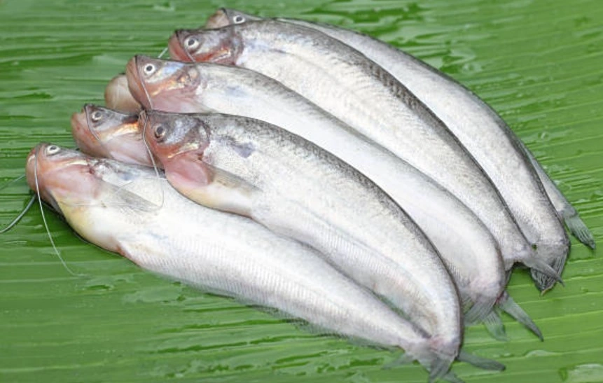 Pabda.jpg