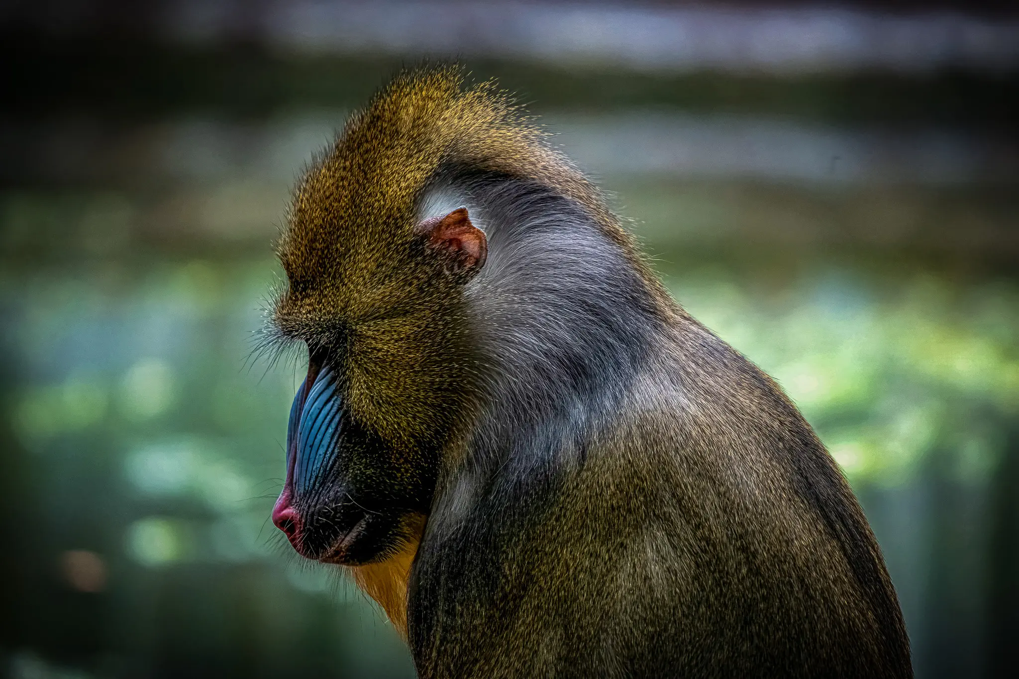 monkeysmalll.jpg