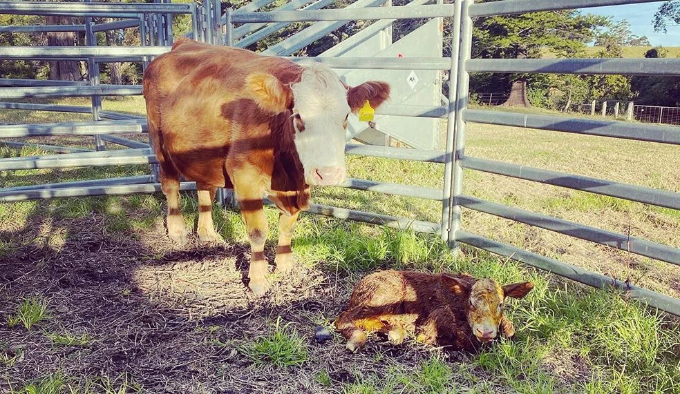 calf.webp