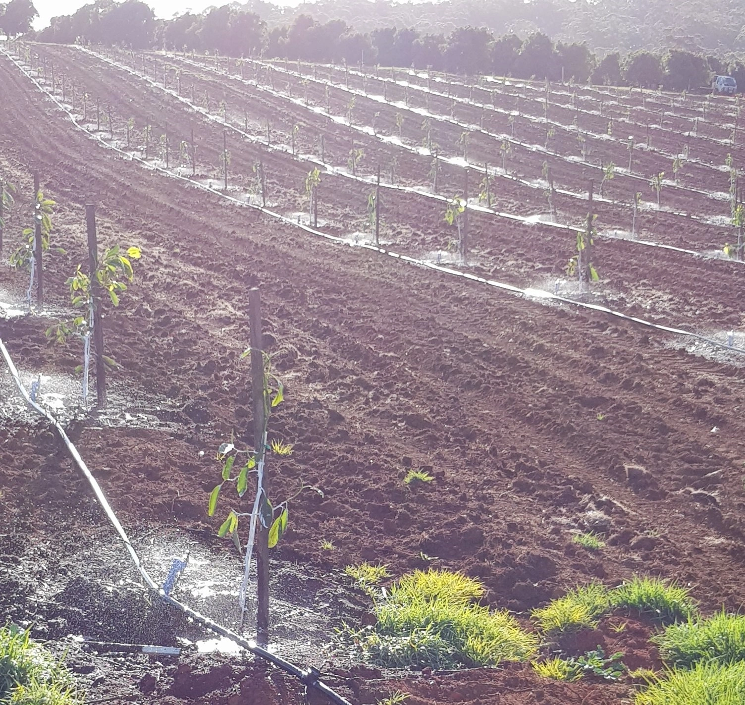 Early Stage Plantation.jpg