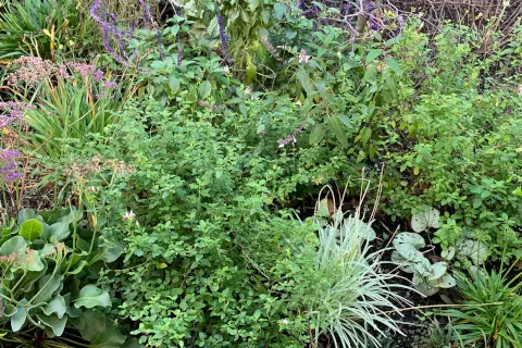 Overgrown_480x320.webp