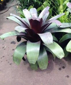 Alcantarea - silver plum 2.jpg
