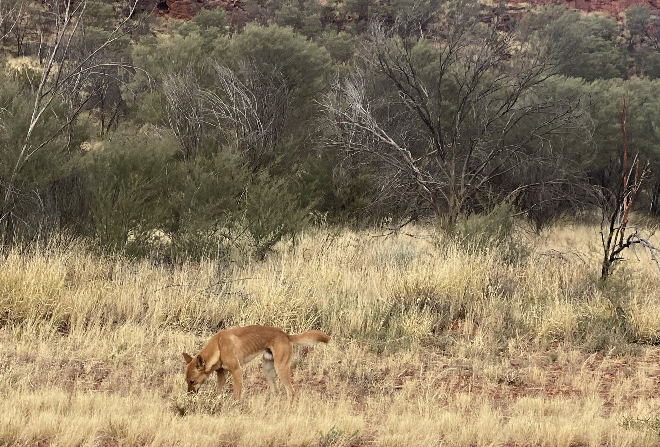 male Dingo.jpg