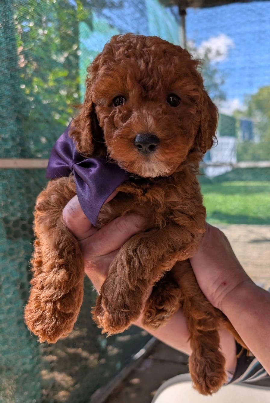 WhatsApp Image 2026-04-07 at 4.03.37 PM2.jpeg