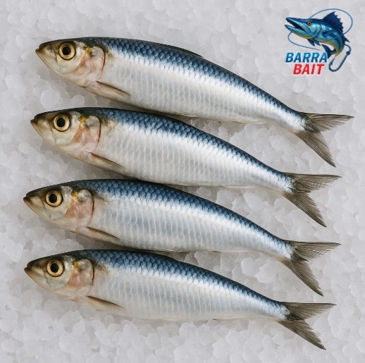 pilchard-1.jpg