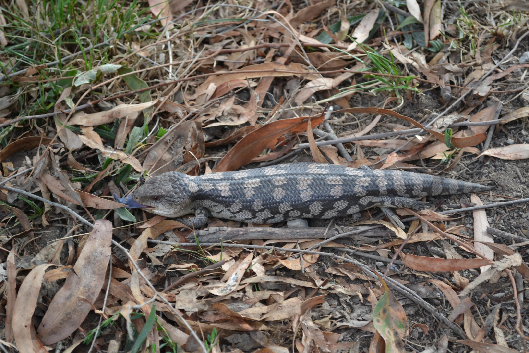 Blue tongue lizard 1.JPG