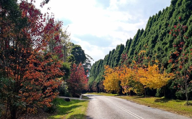 southern-highlands-autumn-nsw.jpg