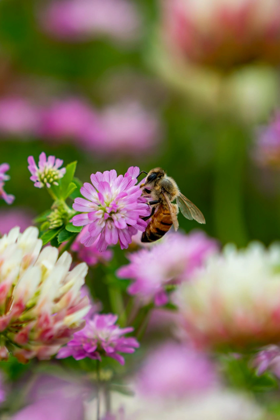 pexels-Bee_pink_Flower.jpg
