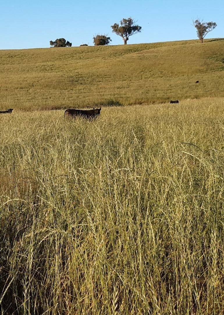farm.jpeg