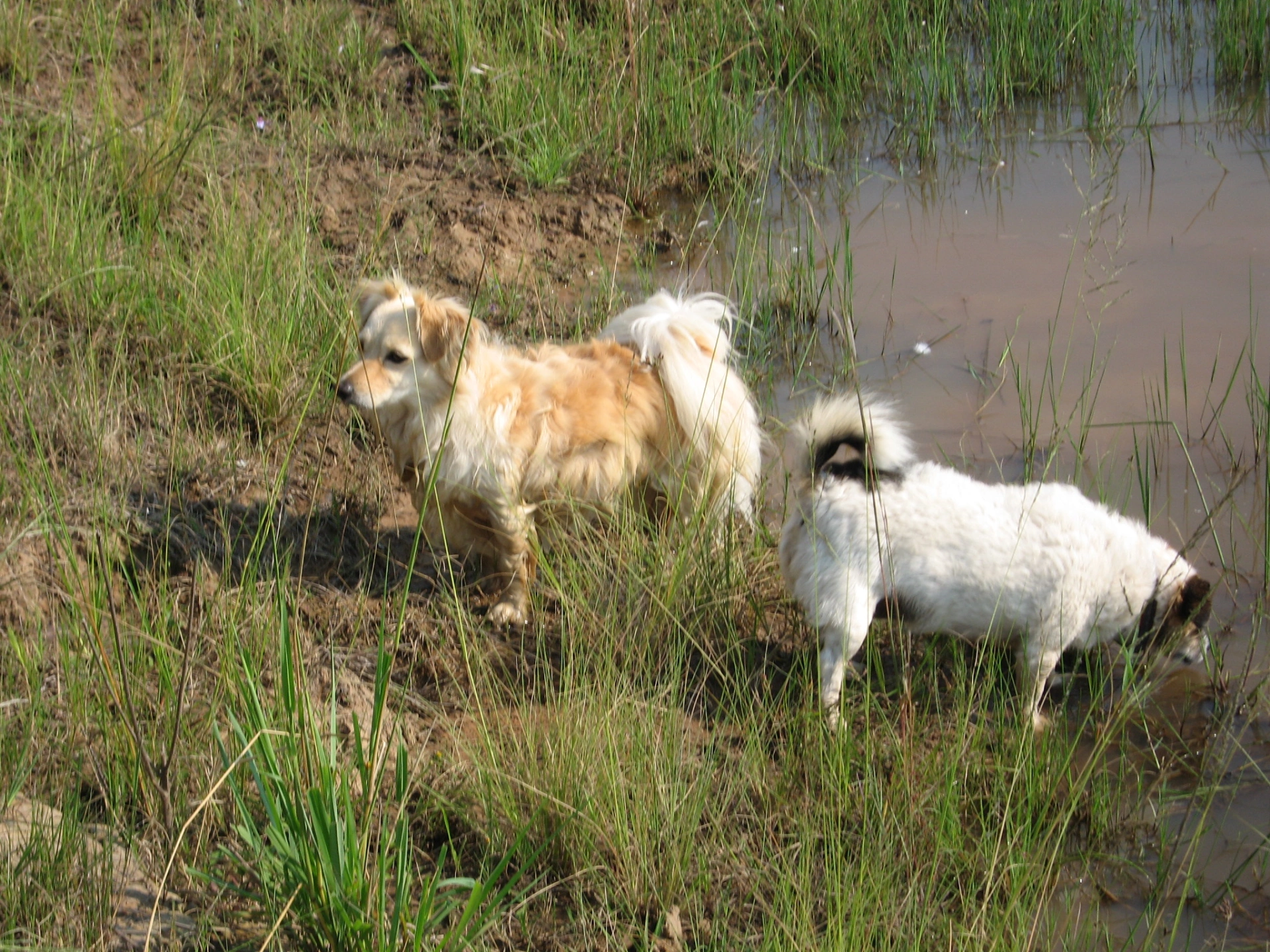 2006 Feb Sammy and Rudi swimming 1.JPG