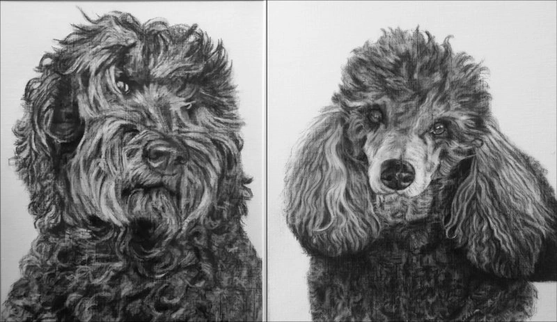 combined-image fluffy dogs sh (1).jpg