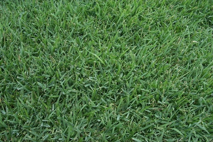 Empire-Lawn-Closeup.jpg