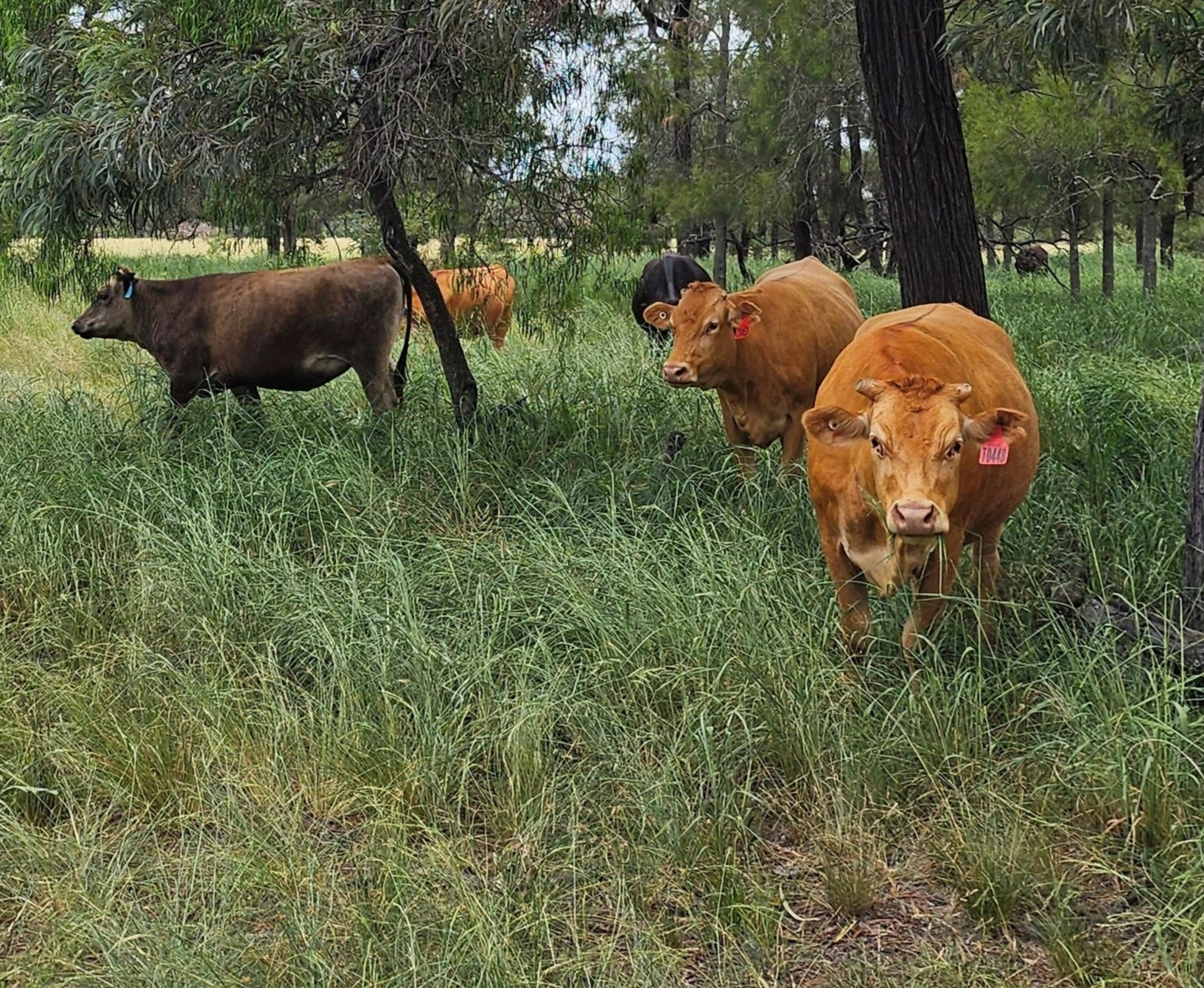 Kireina Wagyu_Cows and Brigalow Forest - resized.jpg