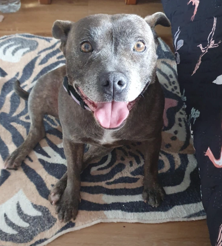 Local Pup of the Month