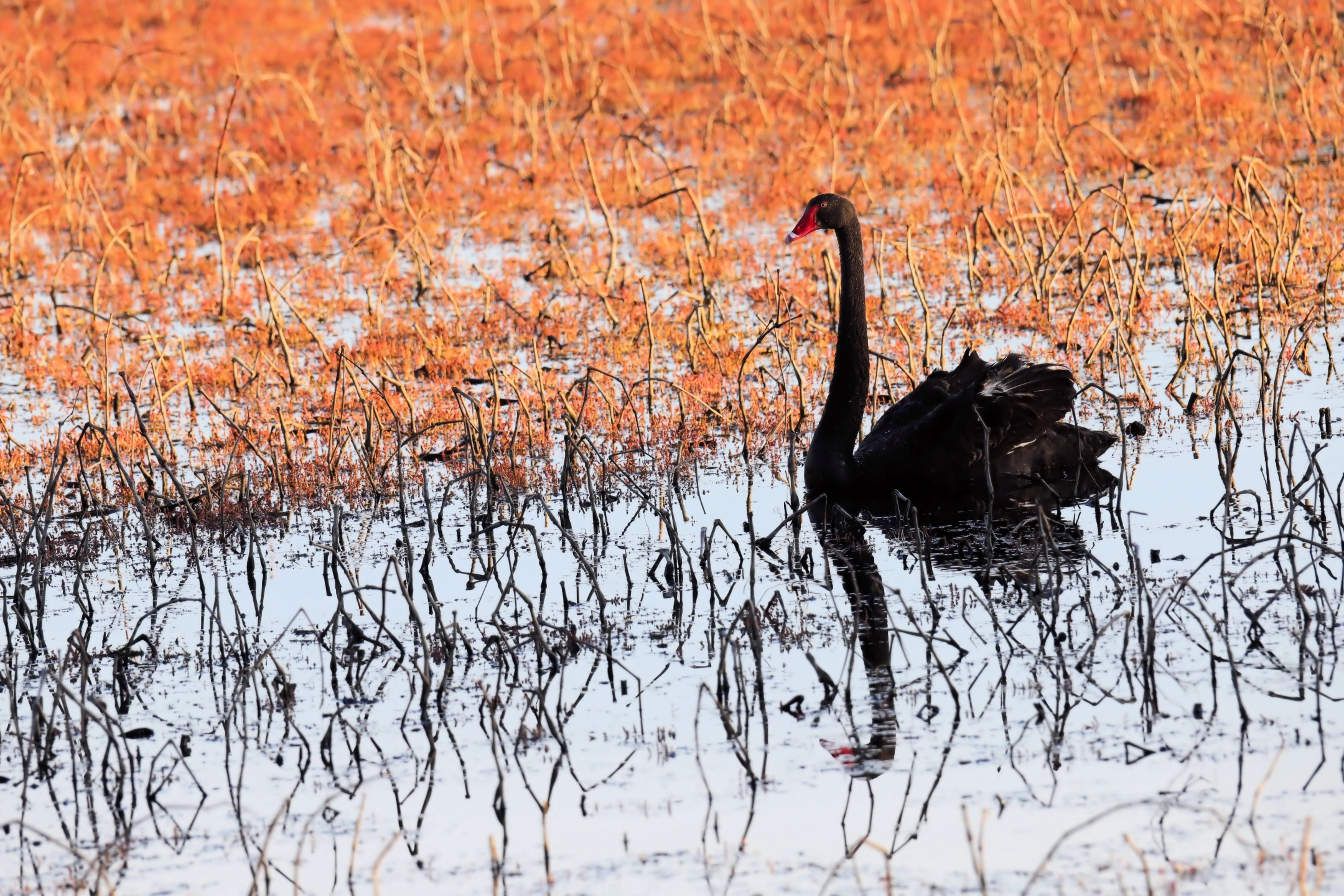 Lone Swan on the move 02 small.jpg
