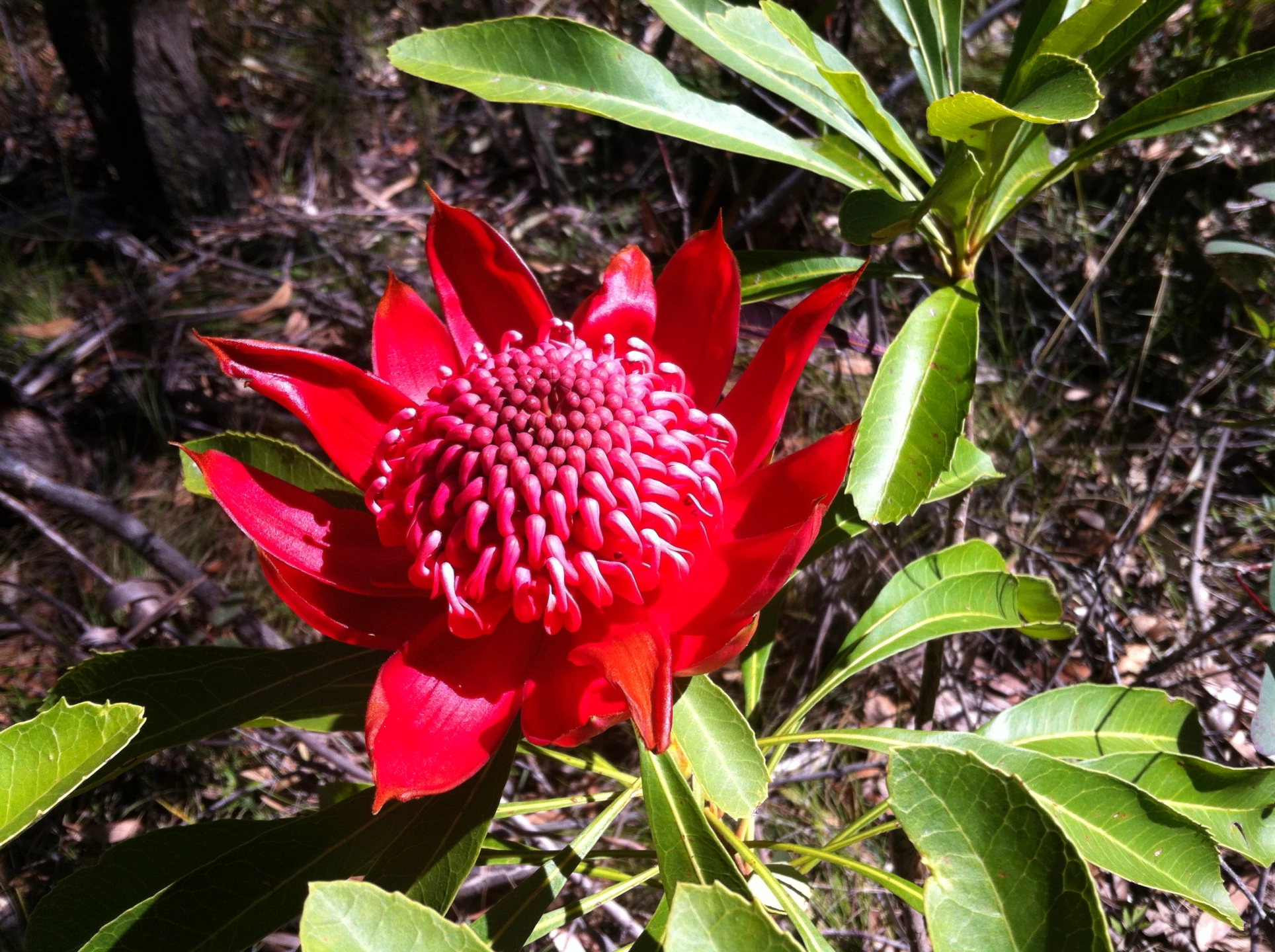 waratah blackheath.JPG