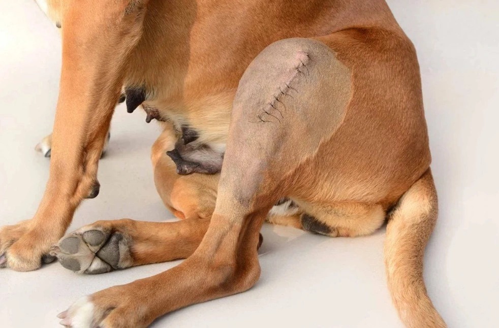 post cruciate surgery.png
