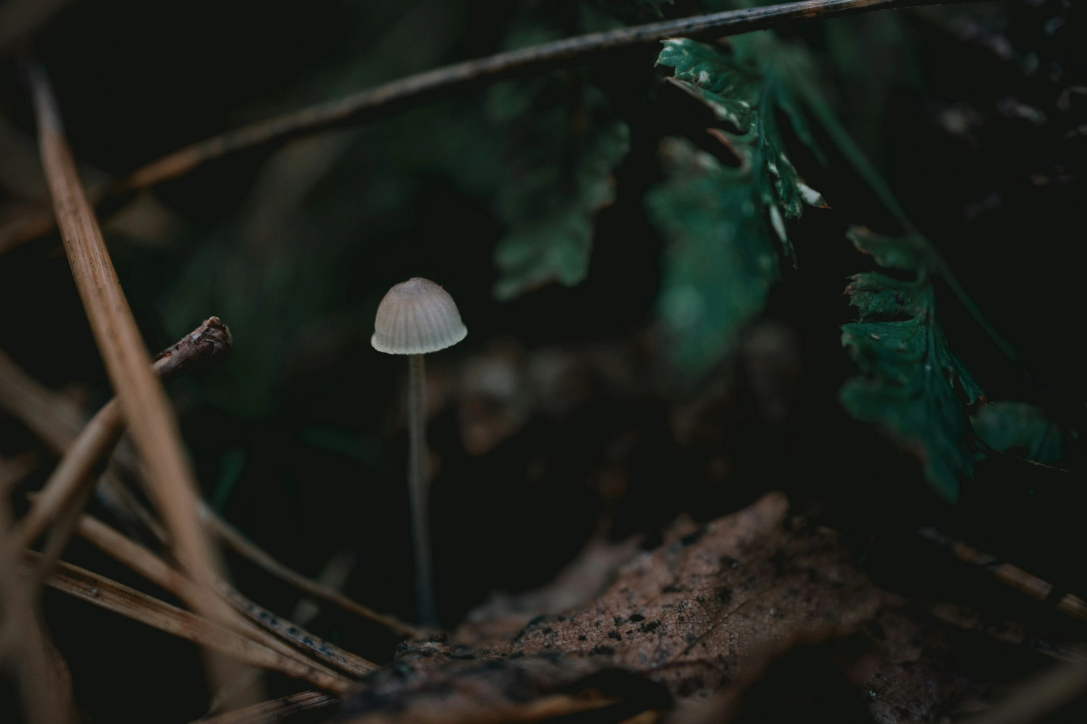 the mystery of life-unsplash.jpg