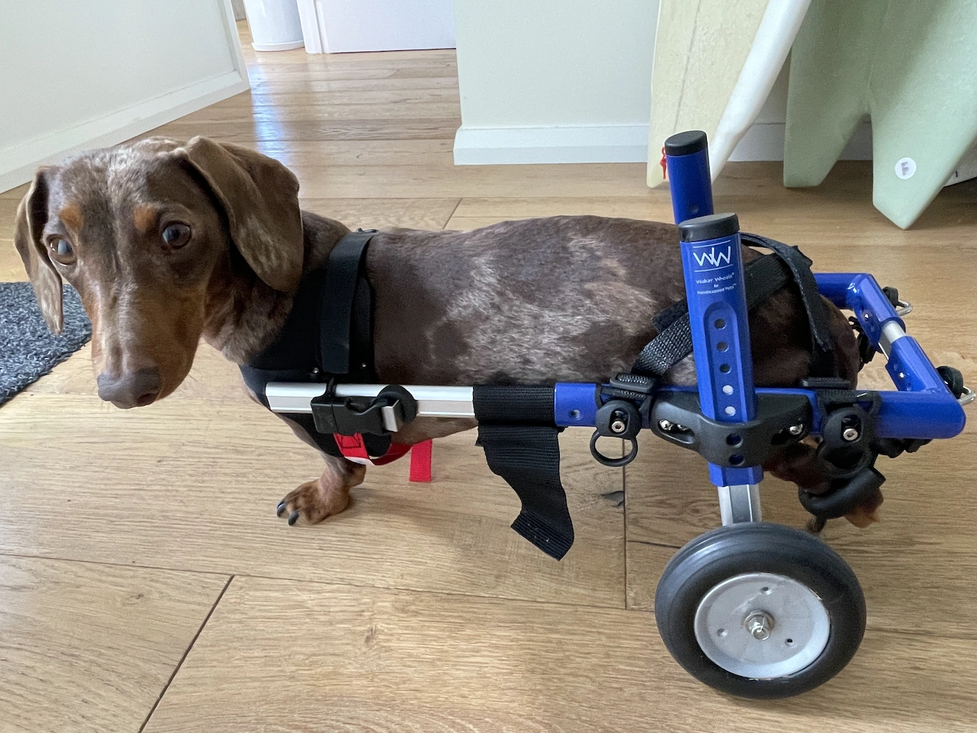 opie wheelchair.png