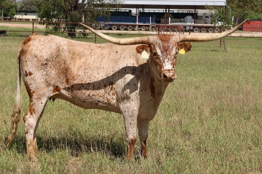 D 7 SPUR  SEIRRA  S47.jpg