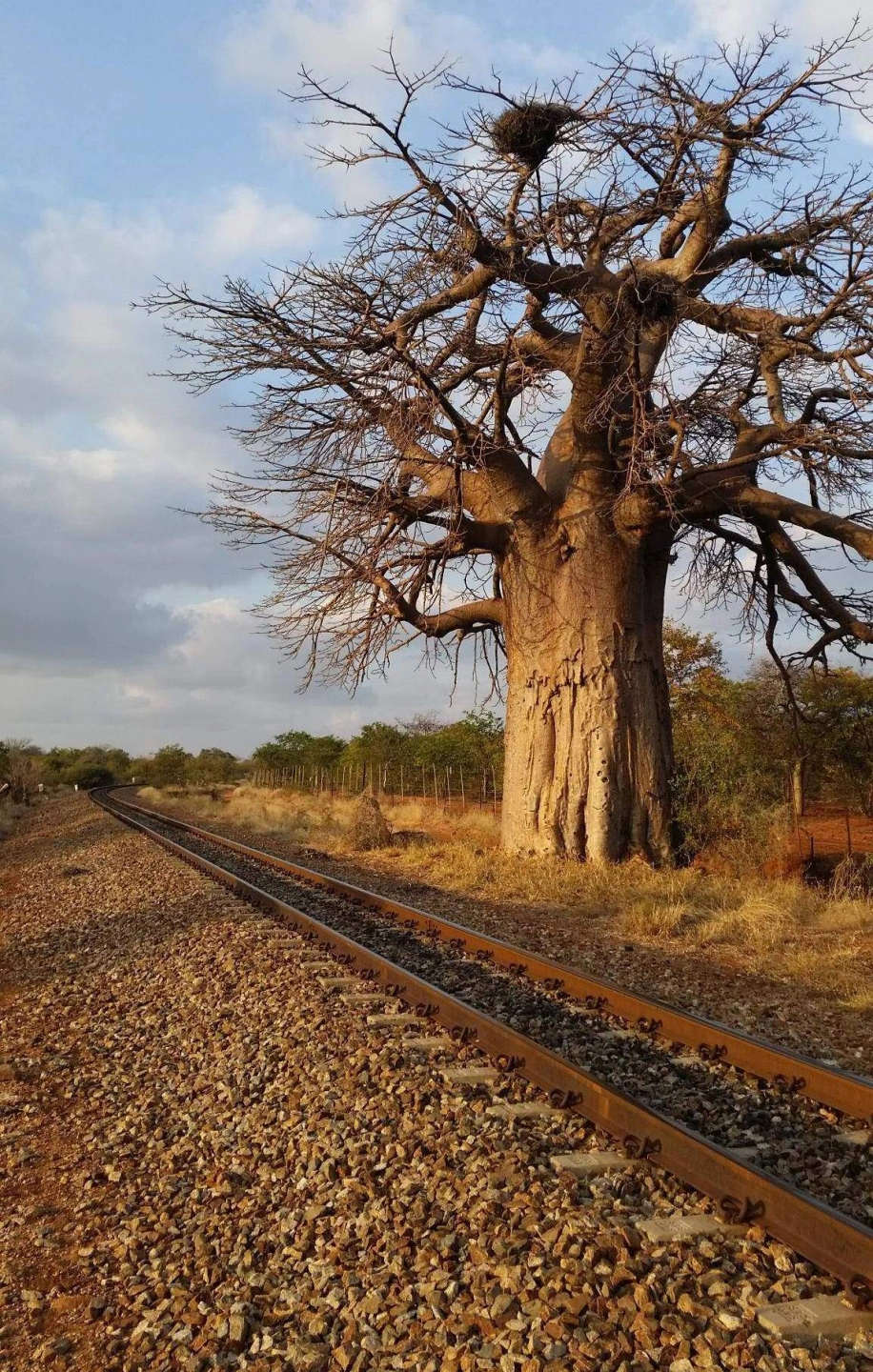 Baobab2.jpg