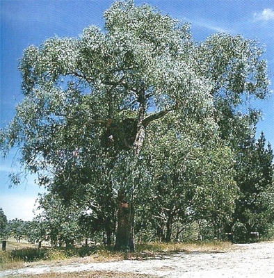 Eucalyptus cephalocarpa.jpg