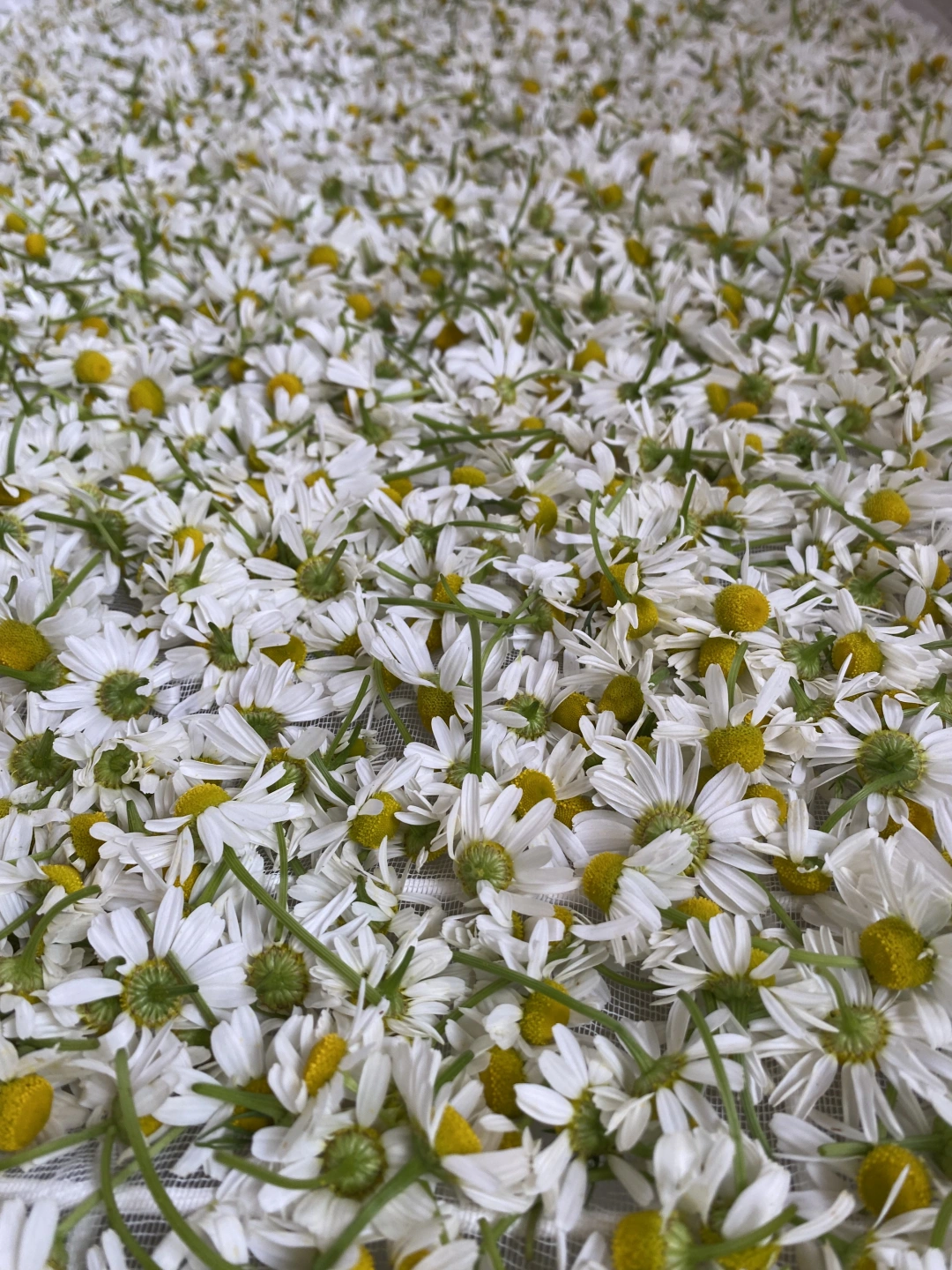 New online shop coming soon