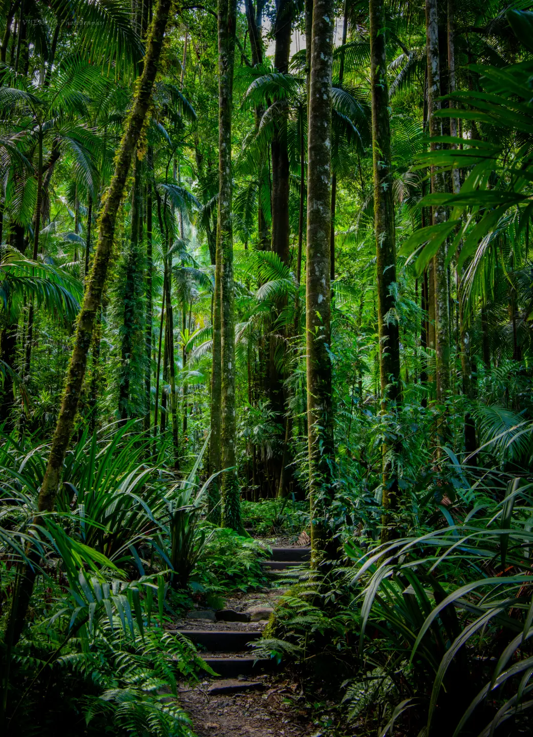 rainforest4.jpg