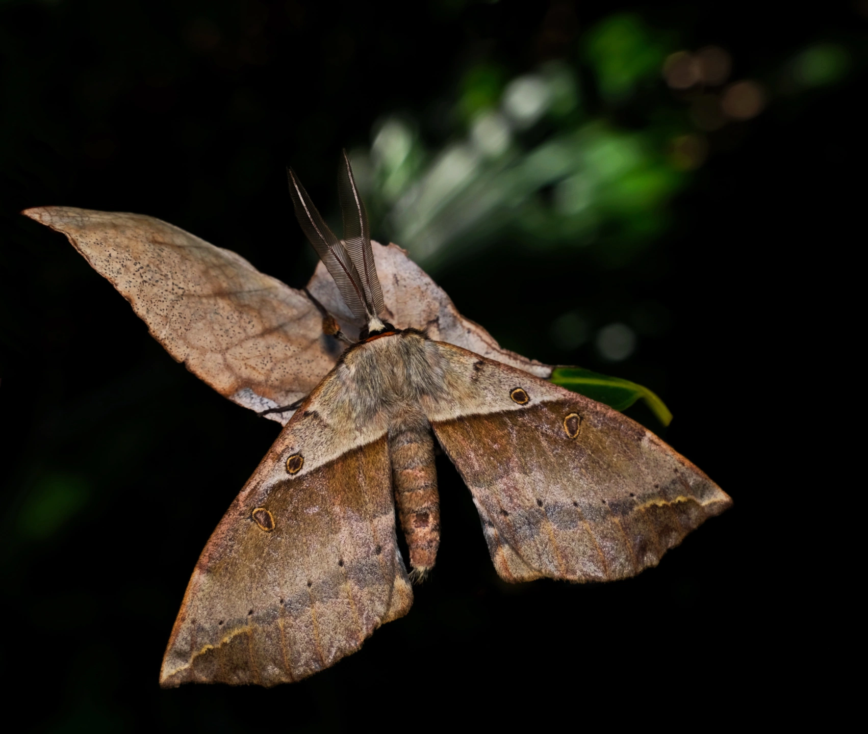 Chelepteryx chalepteryx2a.JPG