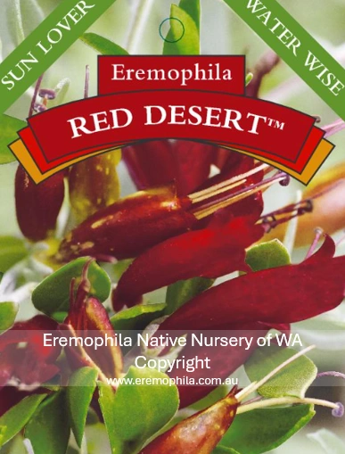 E glabra x decipiens - red desert.png