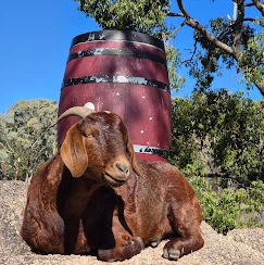 Coco Goat.jpg