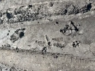 Fox Emu and Kangaroo Track.jpg