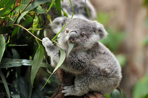 baby koala.jpg