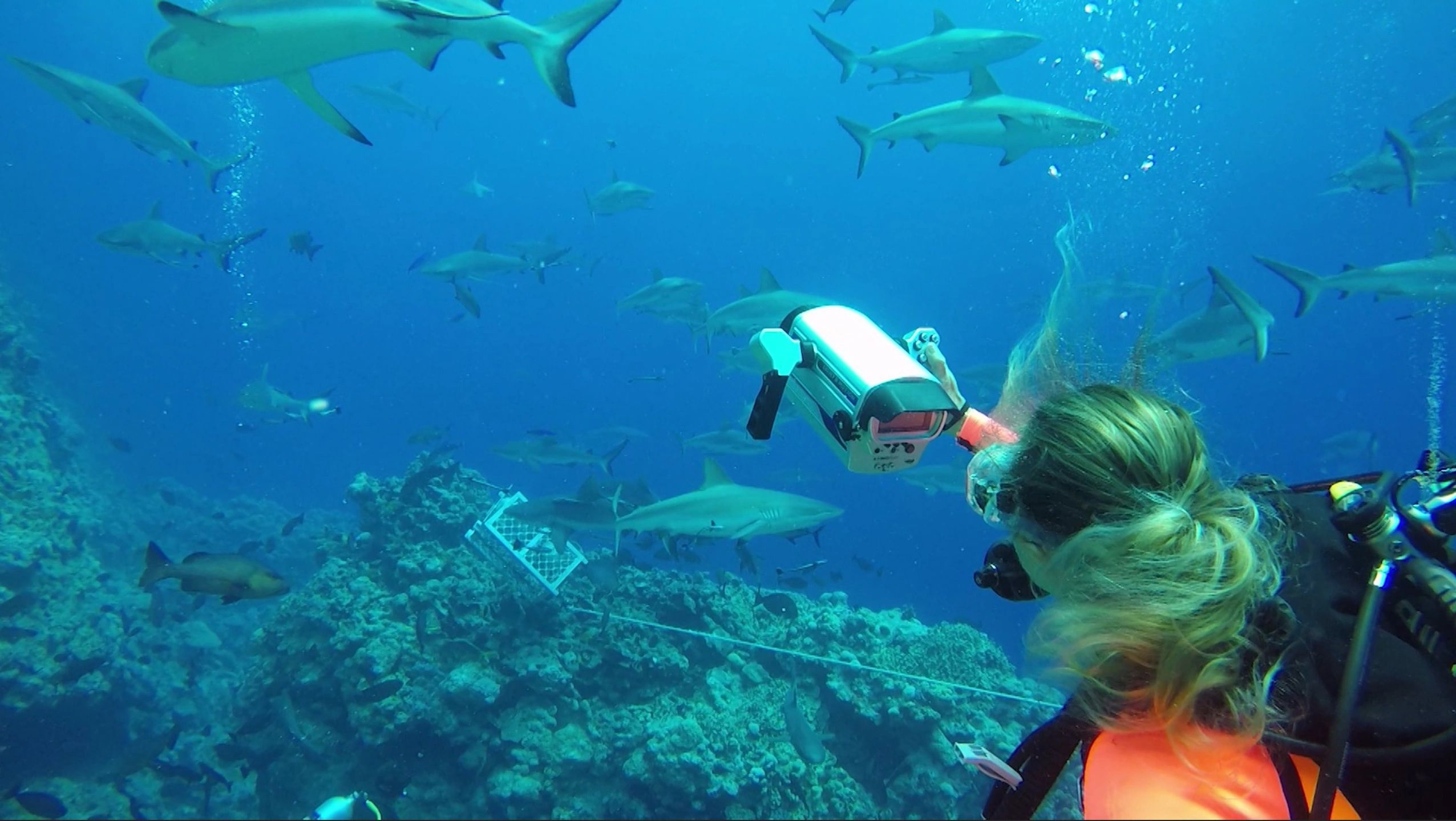 Lin and Sharks.jpg
