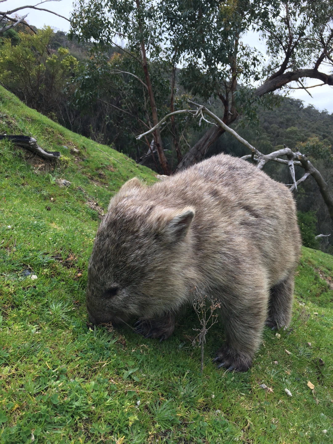 Wombat 2.jpg