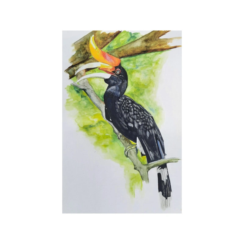 hornbill sh.jpg