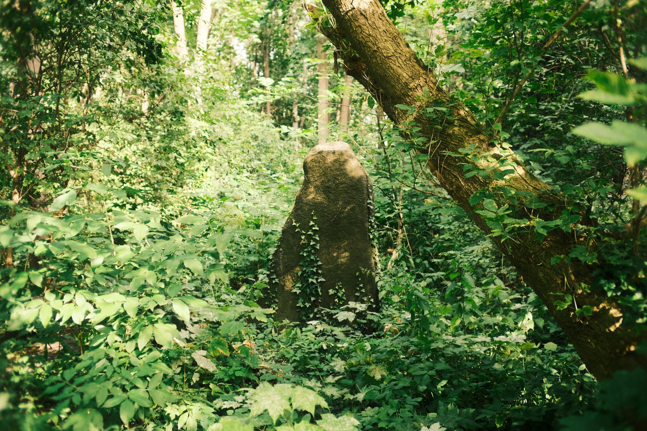 DSCF0170.JPG