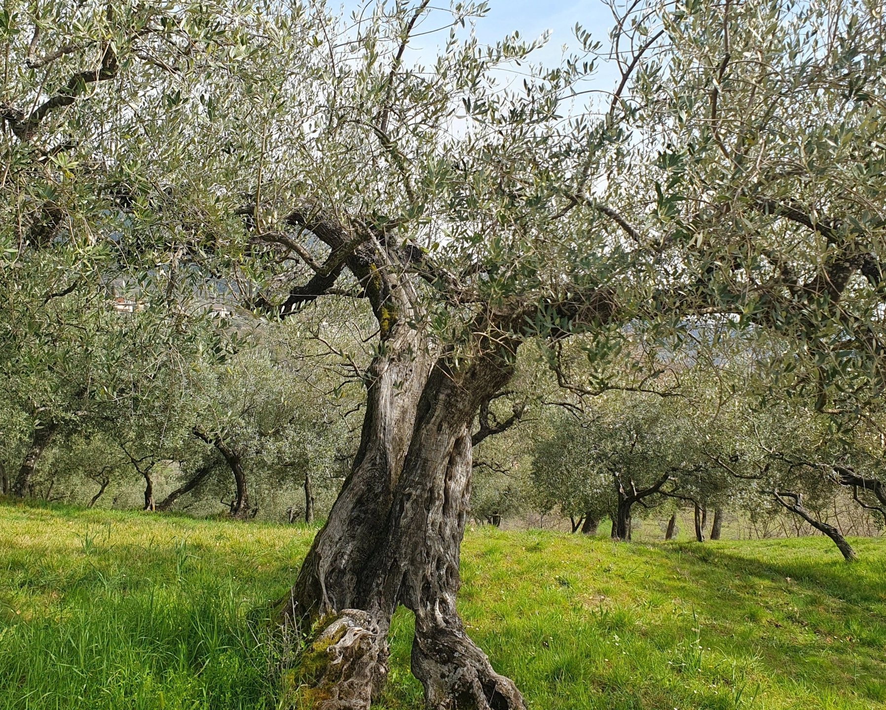 Olive tree 1.jpg