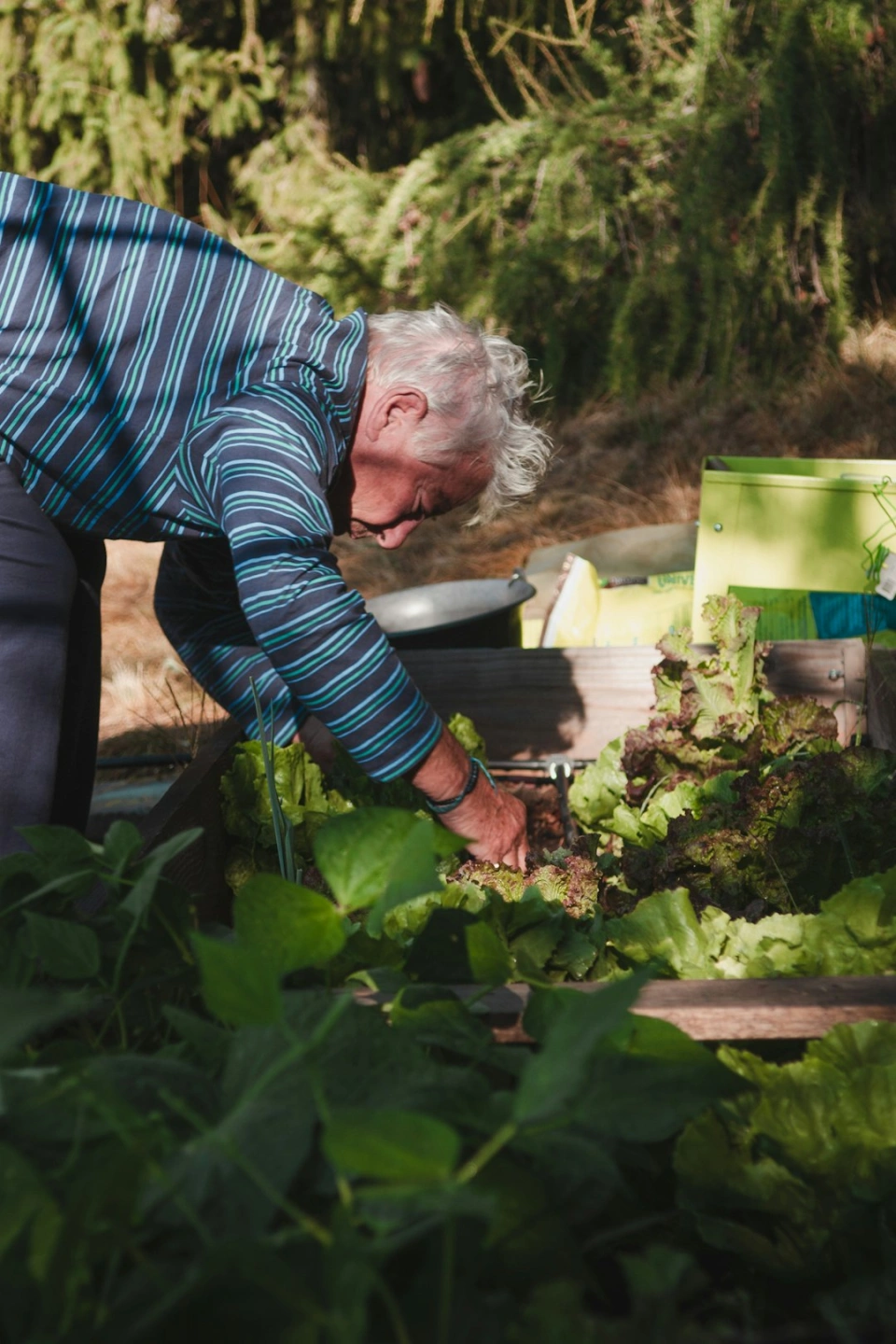 Older man tending his garden