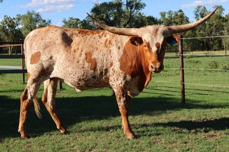 D 7 SPUR SHAKARA U50  (AI).jpg