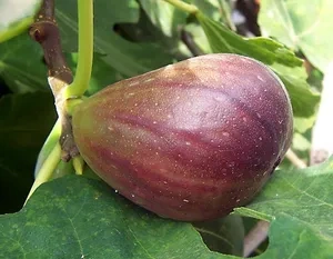 Fruit-fig.webp