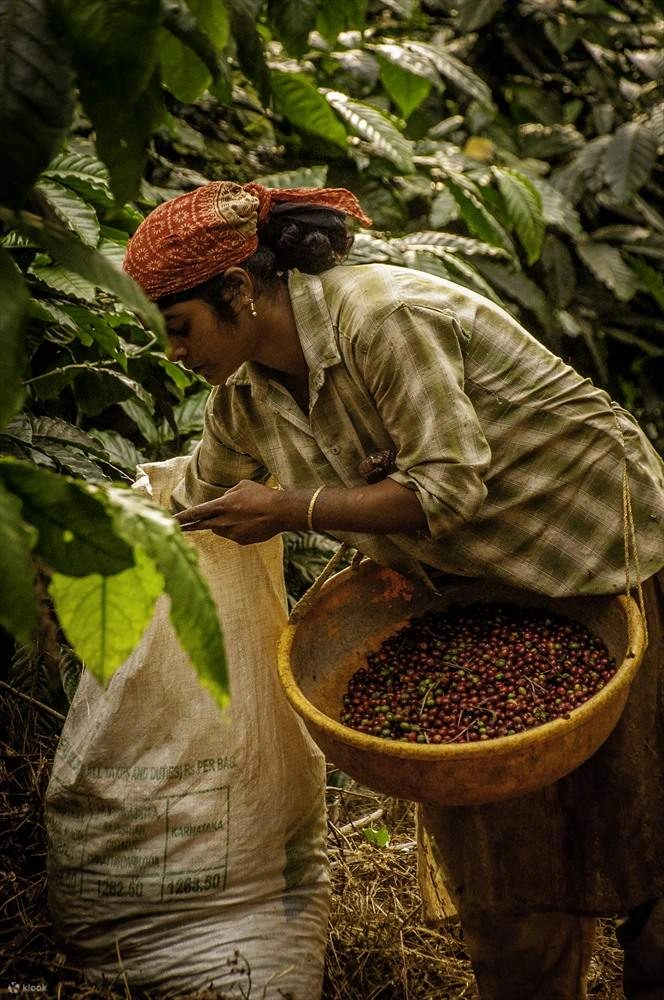 Coorg coffee plantation coffee picking.jpg