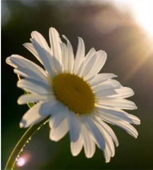 sunshine daisy 2.png
