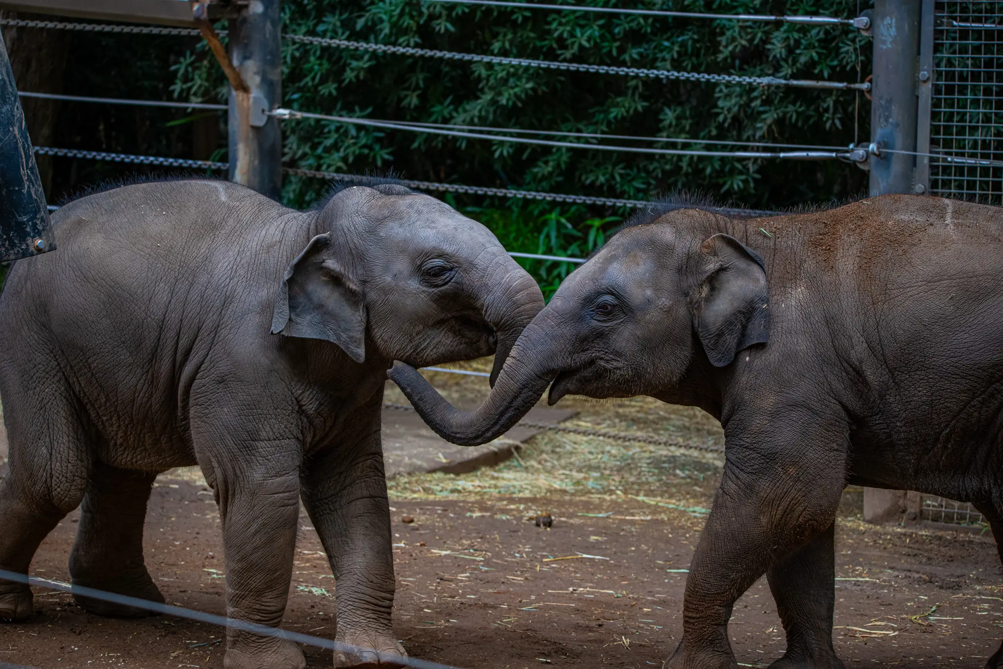 babyelephants2small.jpg