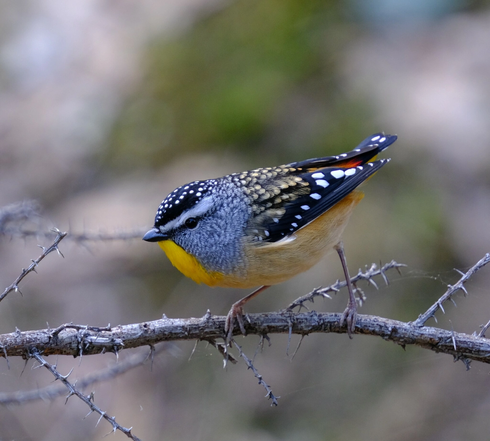 spotted pardalote.jpeg